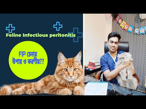 Feline Infectious Peritonitis (FIP)বিড়ালের একটি মারাত্মক ভাইরাস জনিত রোগ। FIP হলে  কিভাবে বুঝবেন???
