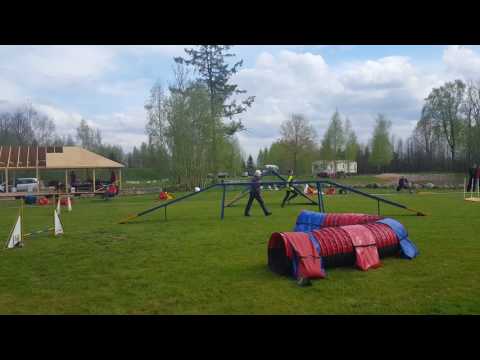 Lunario taurė agility competition A1 07.05.2017 #2