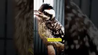 Download lagu Tembakan Pelatuk Bawang | Pelatuk Sampit / Pelatuk Beras #pelatukgacor mp3