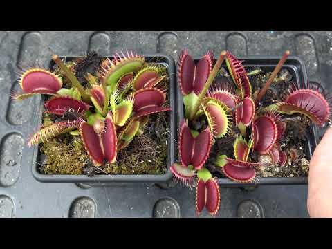 download lagu mp3 mp4 Woodlice Eating Plants, download lagu Woodlice Eating Plants gratis, unduh video klip Woodlice Eating Plants