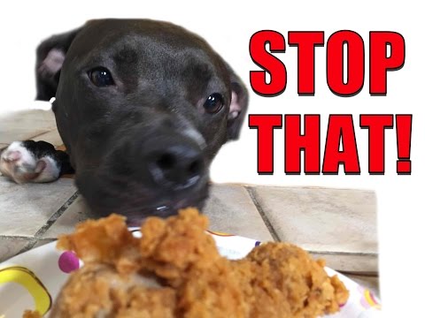 How to Get Your Dog to STOP STEALING Everything Right Now!