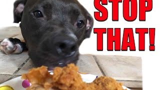 How to Get Your Dog to STOP STEALING Everything Right Now!