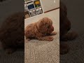Mini Goldendoodle dogs for sale: BUBBLES - Mini Goldendoodle Puppy 3 - Video 1