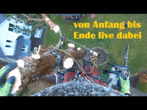 Kiefernfällung Effektiv, sauber und OHNE Flurschaden