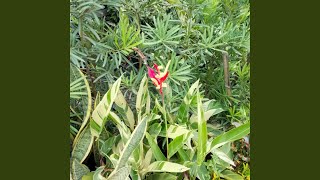 Download lagu Tertawa dapat menyembuhkan setiap luka. mp3