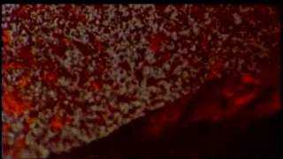 Ballad (to the Glory of you Nature)