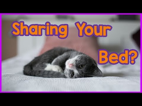 Should You Let Your Cat Sleep with You? Pros and Cons of ...