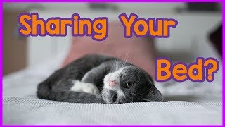 Should You Let Your Cat Sleep with You? Pros and Cons of Sleeping in the Same Bed as Your Cat!