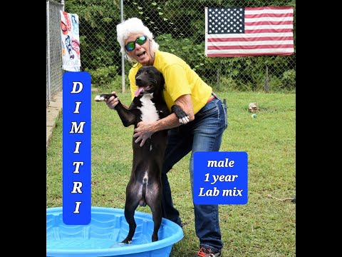 Dimitri, an adoptable Labrador Retriever Mix in Wedowee, AL_image-1