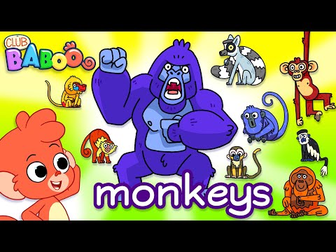 Monkeys for kids | Learn Wild Animals Names and Sounds | Gorilla Chimpanzee cartoon