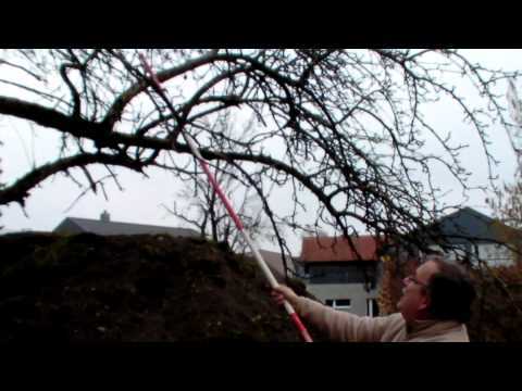 Schneiden im Garten 2011 - Apfelhochstamm 2v6