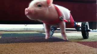 Pig in Wheelchair - Chris P Bacon