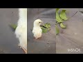 Paniyaram Suttu Thariya Quantity Comedy Video Chicks
