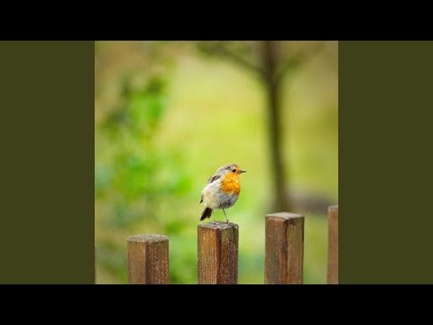 Robin Birds Singing and Chirping Sounds for Meditation and Relaxation