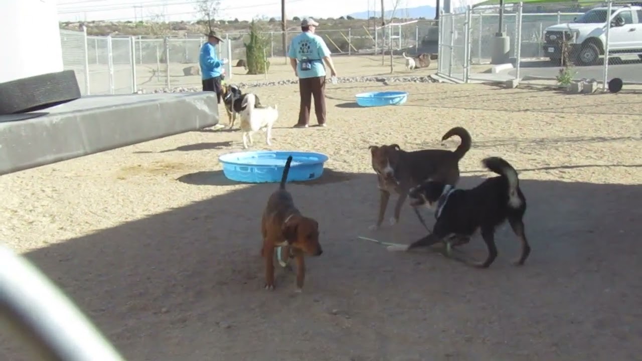 Raya - PAWS, a Adoptable Mixed Breed in Las Cruces, NM video 6/6