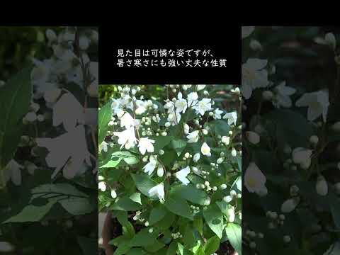 園芸 ヘベ、低木ベロニカ