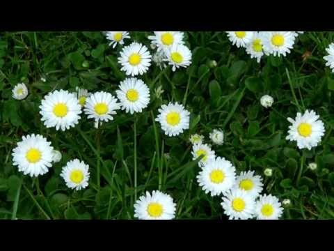 Gänseblümchen im 500fachem Zeitraffer