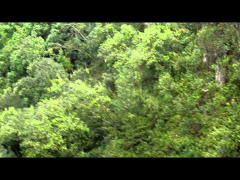 white-tailed tropicbirds in Valley by Makahiku Falls