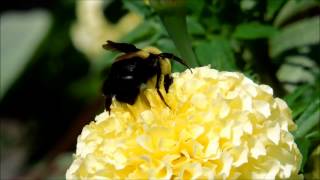 Enormous Eastern Bumblebees in Montreal, Quebec