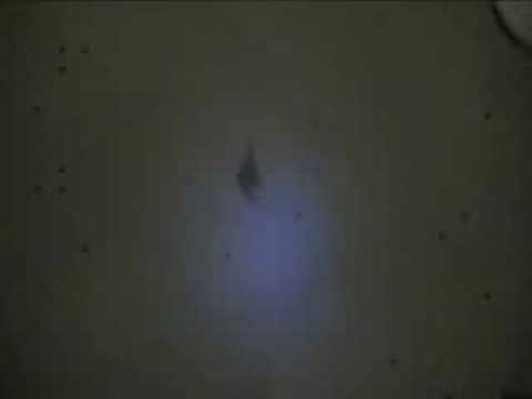 Bad Doggy Bladder Control Problem