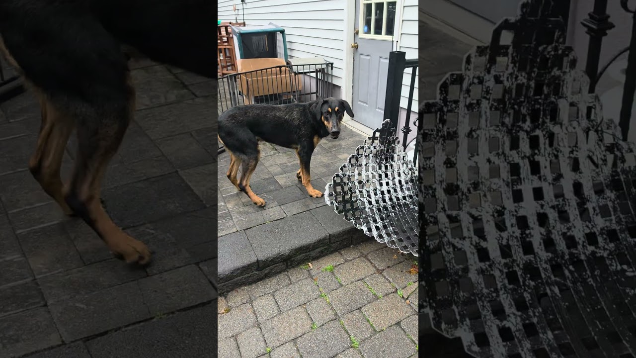 Enlarge Herman, an adopted mixed breed in Blairstown, NJ video 5/6