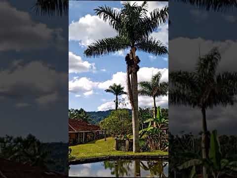 Se vende finca de una hectárea en San Francisco Cundinamarca. A solo 10 minutos del casco urbano.