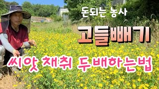 고들빼기 씨앗 두배 채취하는 진짜 꿀팁  고들빼기   재배법