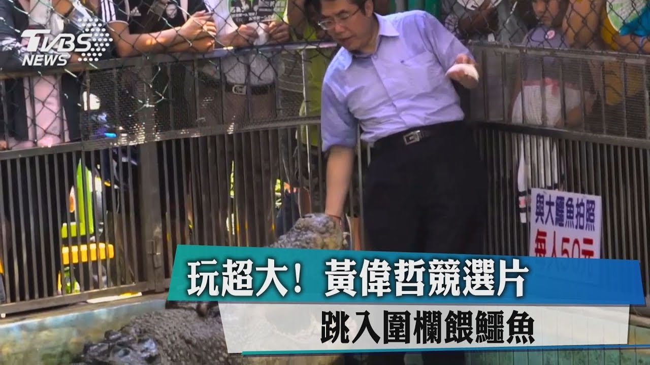 玩超大! 黃偉哲競選片跳入圍欄餵鱷魚