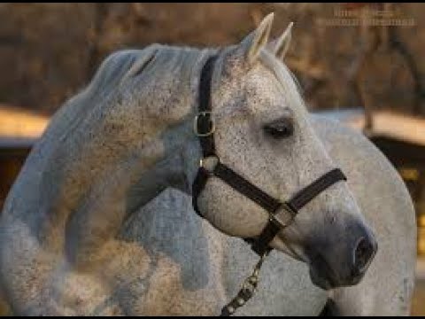 PLAYGUN - WH Legends Volume 9 - SM ASSESSORIA QM