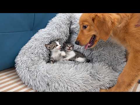 YouTube 썸네일
