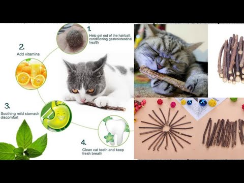 Matatabi sticks for cats/Silver vine or matatabi benefits for cats
