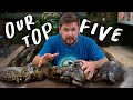 TOP 5 BEST TORTOISE SPECIES Hardiest Easiest