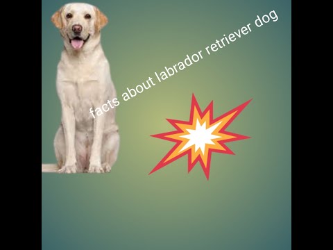 ##Facts about labrador retriever dog##