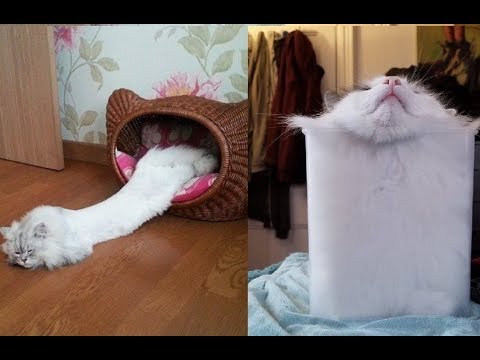 Hilarious Photos Of Cats That Prove They Are Liquid Video
