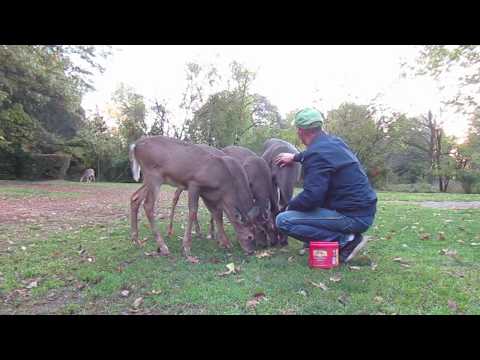 Ep. 11:  My Deer Friends Are So Wild!!!  :-) October-December 2017