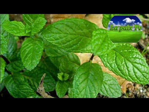 ( NAANA )AKI NDIARINIAM YU AM SOLO. BIENFAITS DE MENTHE:(SERIGNE OUSMANNE CISSE)