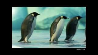Penguins - Loumidis Frio