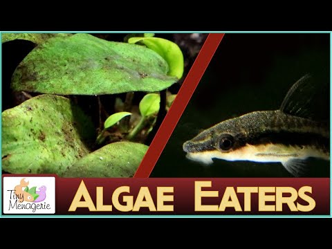 Introducing Algae Eaters Into Your Aquarium