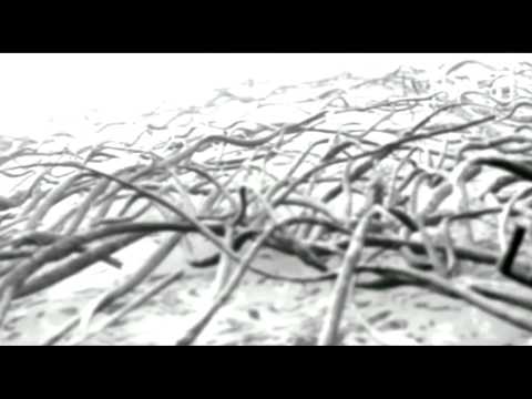 Video thumbnail for GLASS SKIN