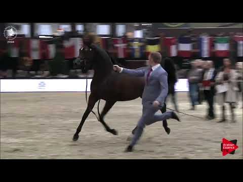 Ecaho European Show 2018 - Class 20