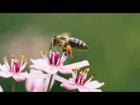 The Flowers in My Heart