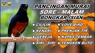 Download lagu 🔴 LIVE 76 - PANCINGAN MURAI BATU FULL ISIAN TEMBAKAN, BISA BUAT MURAI BATU BONGKAR ISIAN mp3