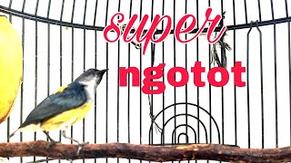 Download lagu Kemade bunga api gacor,suara keras super ngotot,untuk memancing burung bahan biar cepat bunyi. mp3