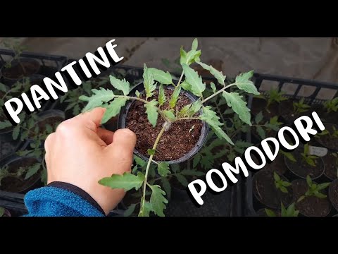 , title : 'Come crescere le piantine di Pomodori ? Semina, ripicchettamento, travaso, trapianto - orto tutorial'