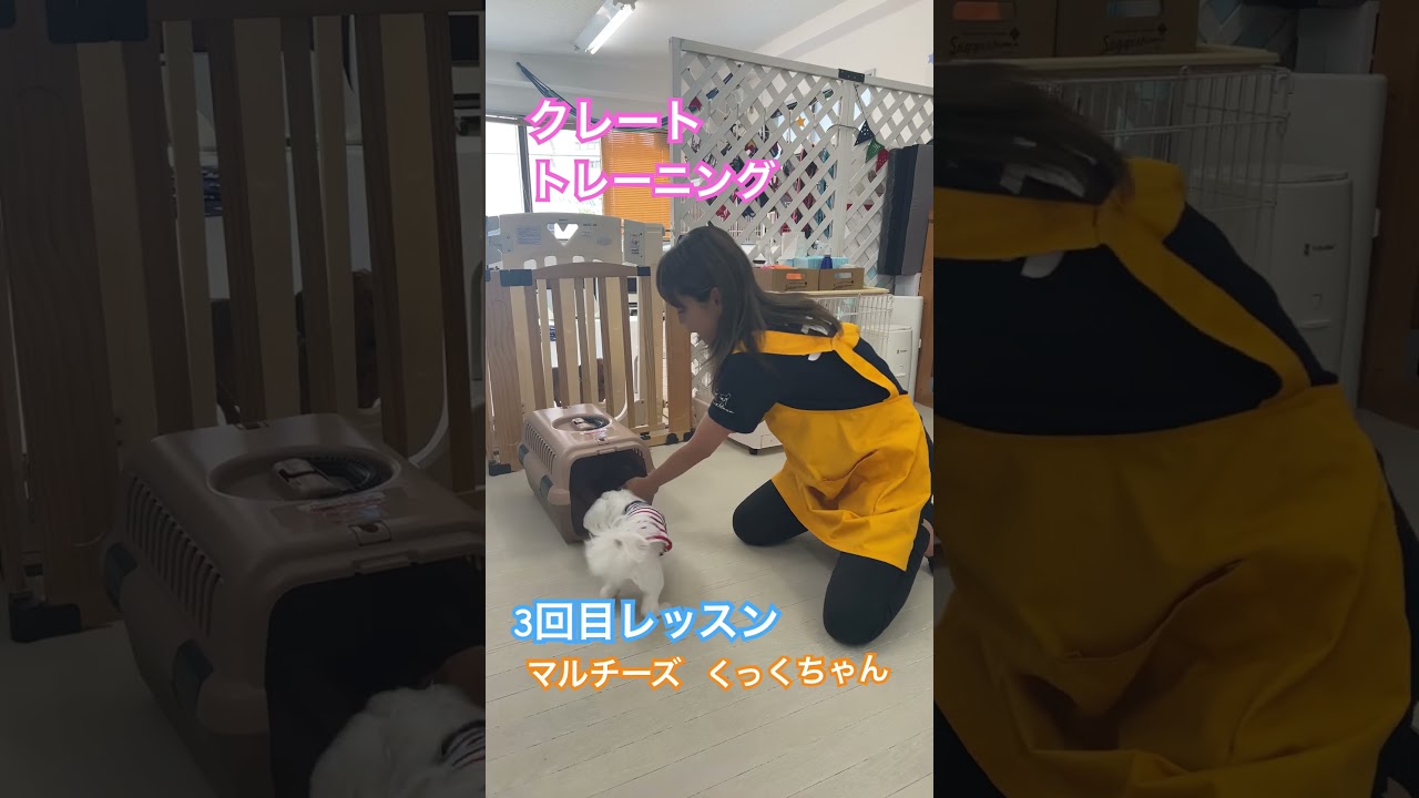 はじめてのクレートトレーニング3回目# #いぬのきもち #ドッグトレーニング #犬 #犬のしつけ #犬のいる暮らし #クレートトレーニング