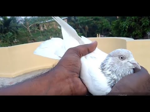 Indian Pigeons (kabootar) | Lalsiry Pigeons ka- Chic- best high flying pigeons by Raza ... Video