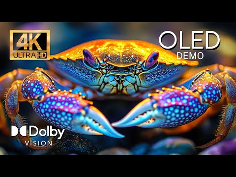 UNDERWATER PARADISE - 4K Footage | HDR Dolby Vision | 60FPS Video (4K / 8K TV)