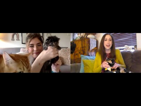 All For Animals TV #73: Coping With Separation Anxiety in Cats