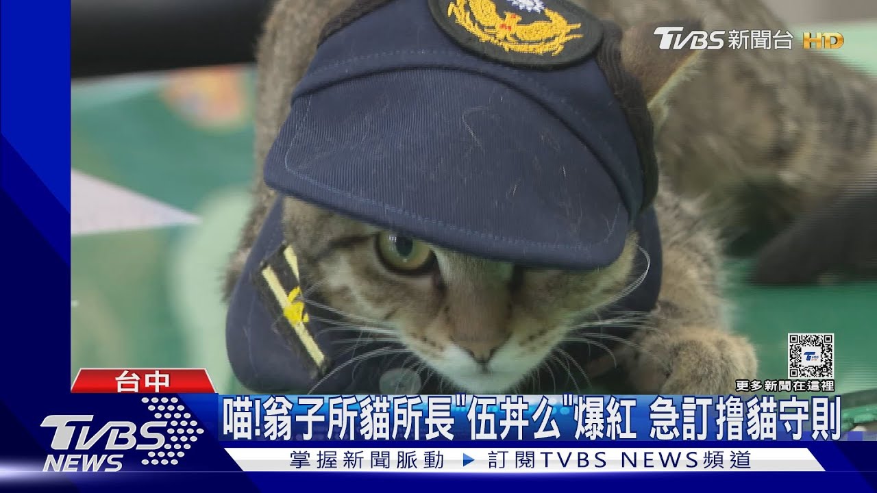 喵!翁子所貓所長「伍丼么」爆紅 急訂擼貓守則