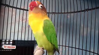 Download lagu Masteran Lovebird Jantan Gacor Ngekek Panjang mp3 Download lagu Masteran Lovebird Jantan Gacor Ngekek Panjang mp3